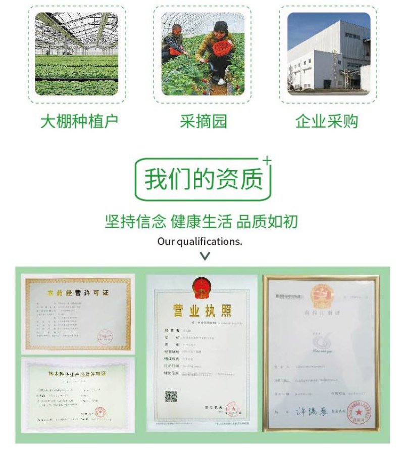 大田菜园高产易种抗病抗重茬朝天椒种子