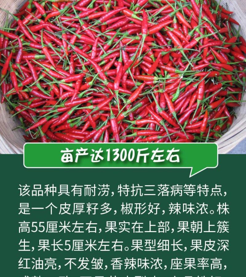大田菜园高产易种抗病抗重茬朝天椒种子