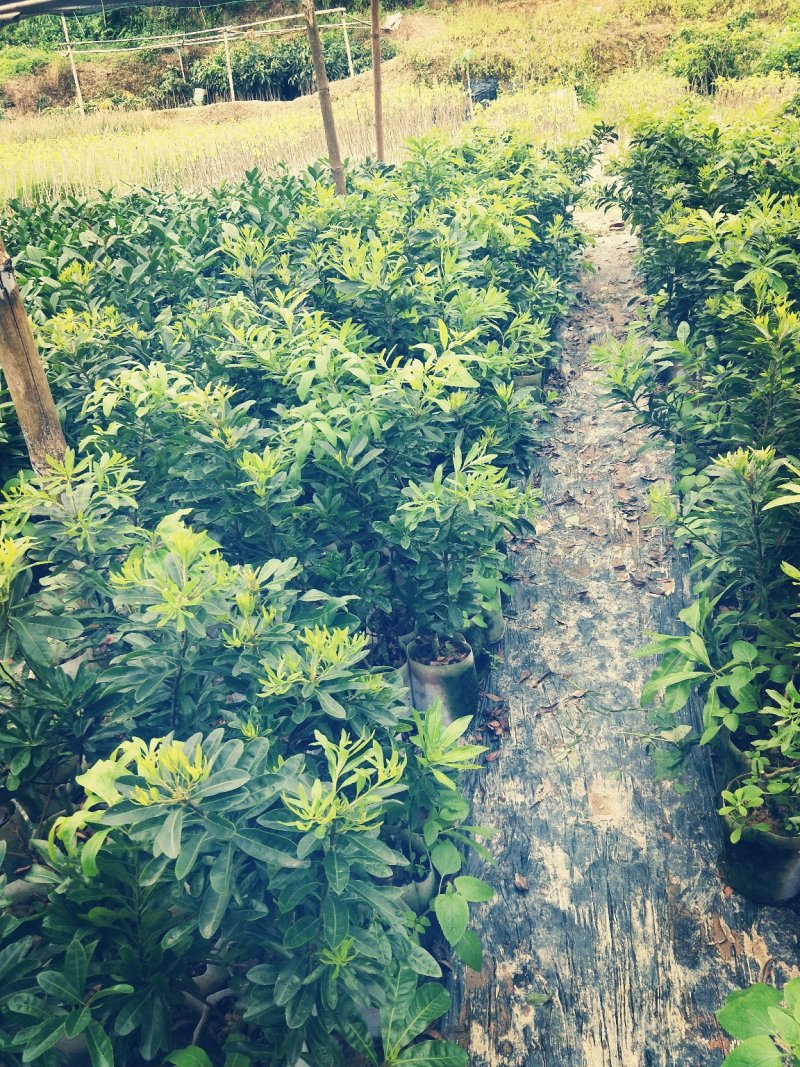 东魁杨梅苗