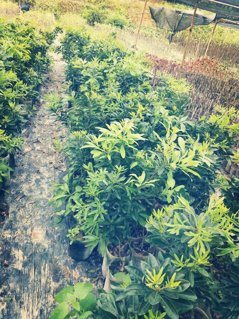 东魁杨梅苗