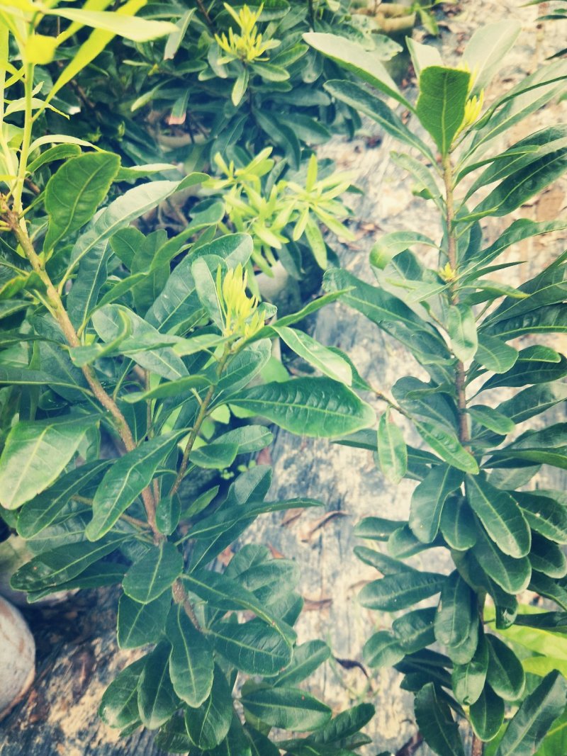 东魁杨梅苗