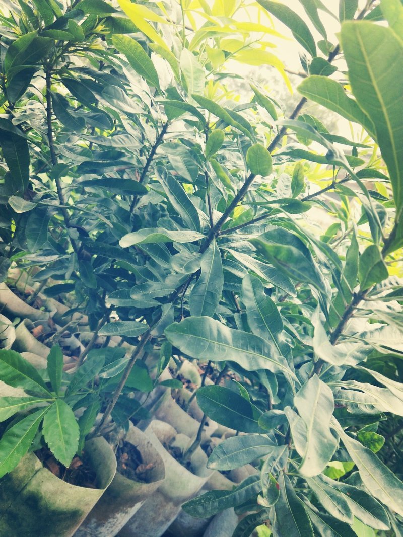 东魁杨梅苗