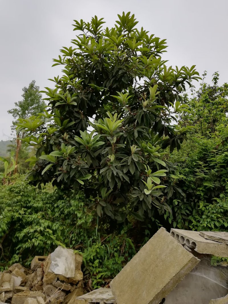 出售枇杷成树～盛果期树苗