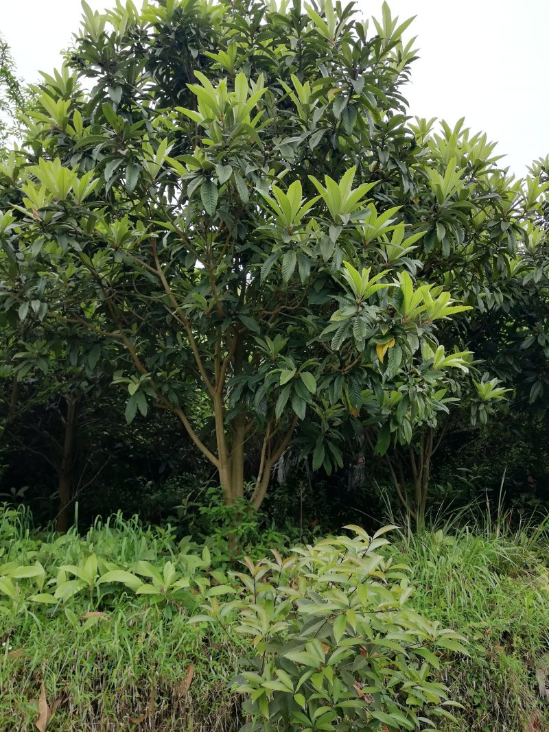 出售枇杷成树～盛果期树苗
