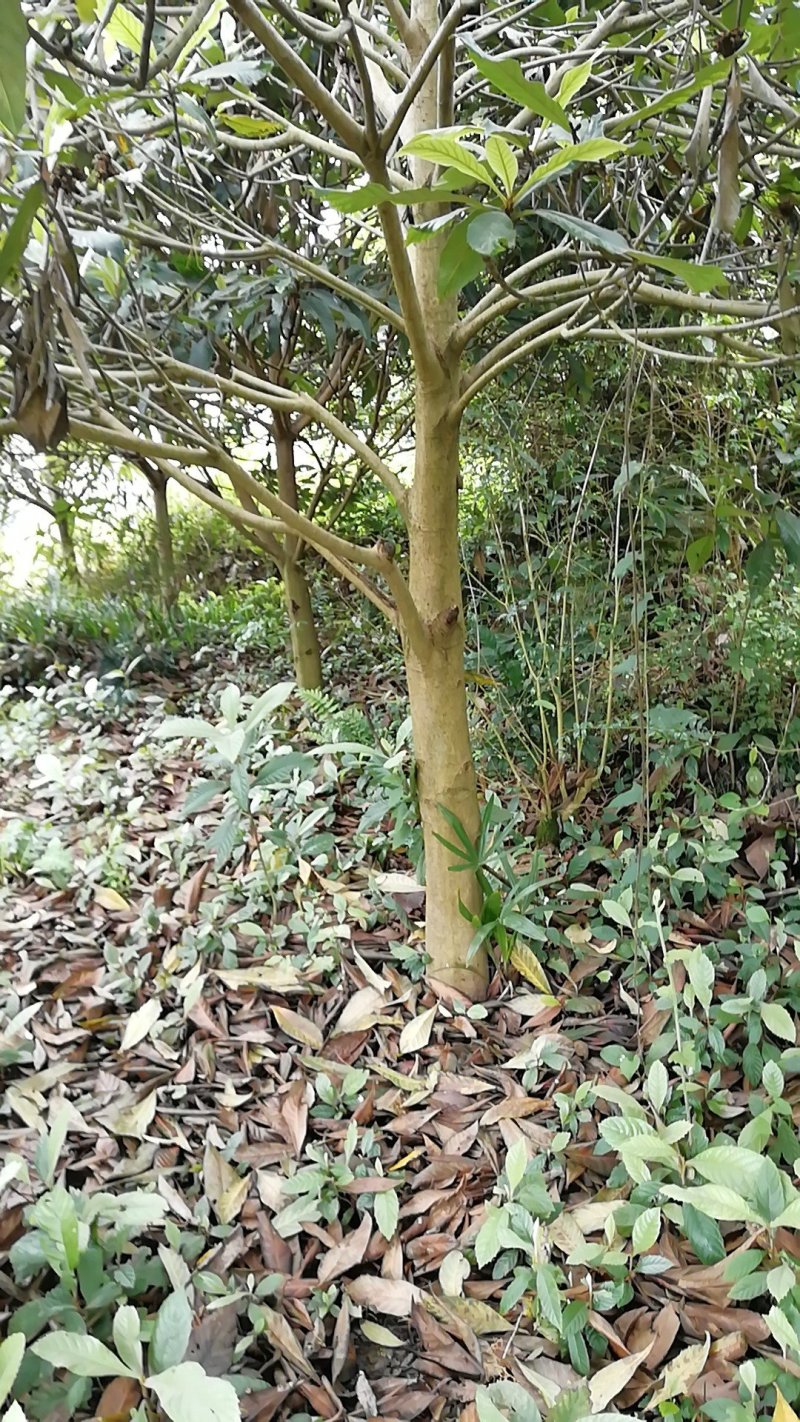 出售枇杷成树～盛果期树苗