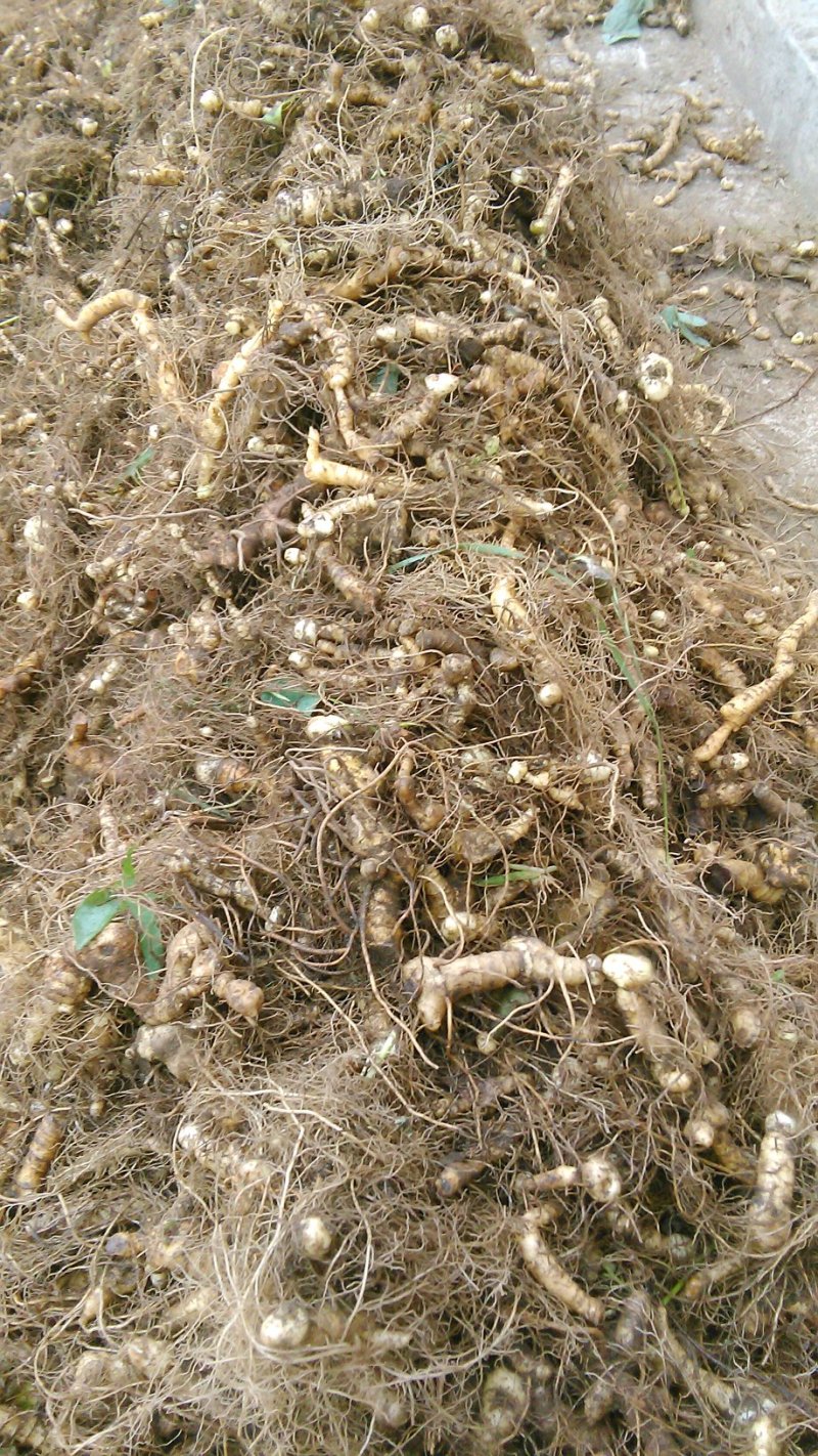 野生新鲜黄精根下单后采