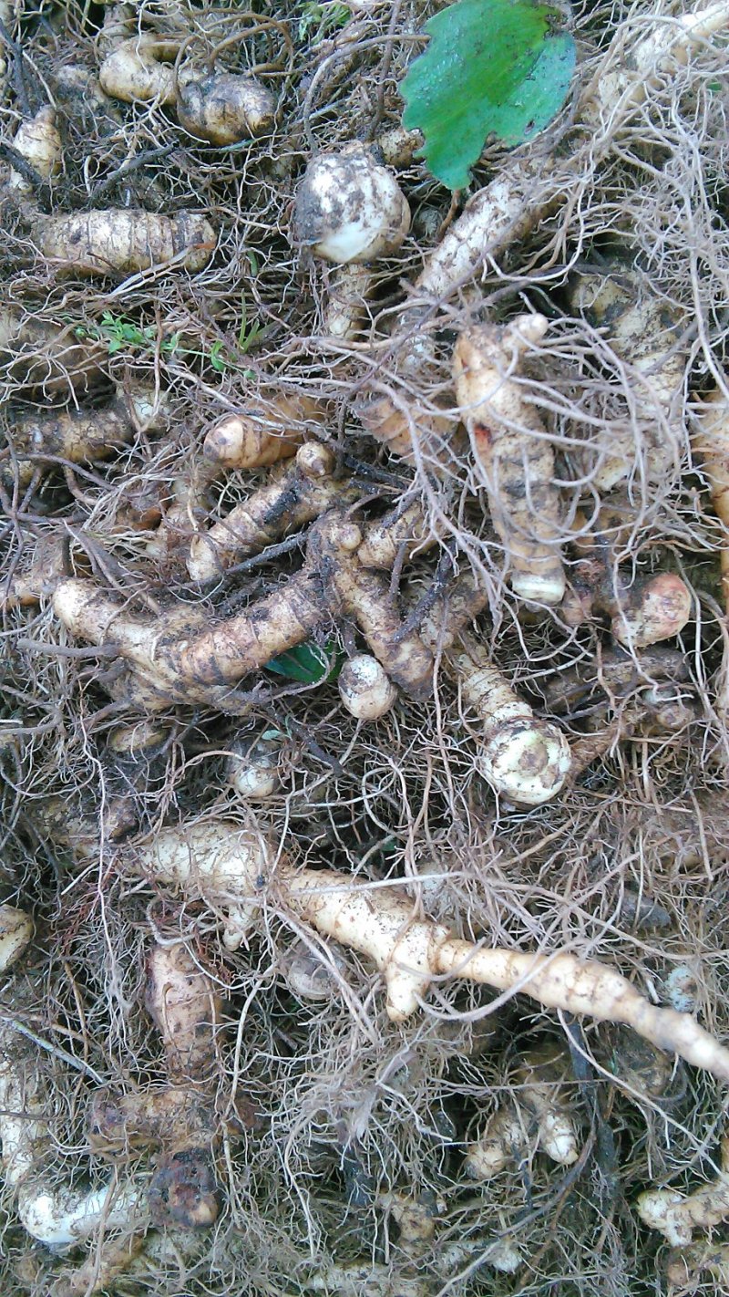 野生新鲜黄精根下单后采