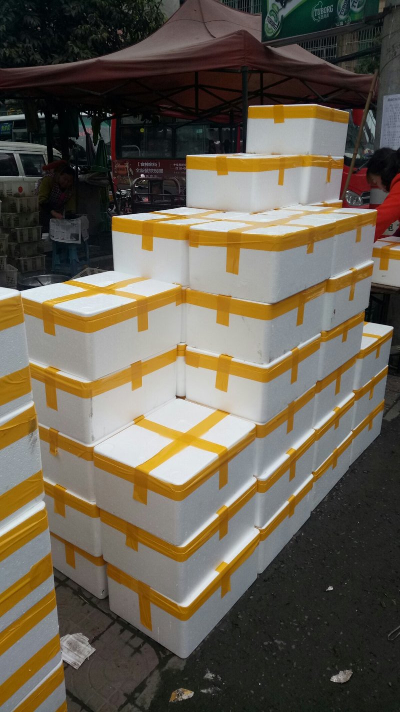 正宗本地红油香椿苗发芽早颜色红味香大量供应