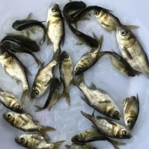 淡水鱼苗批发缩骨大头鱼苗价格