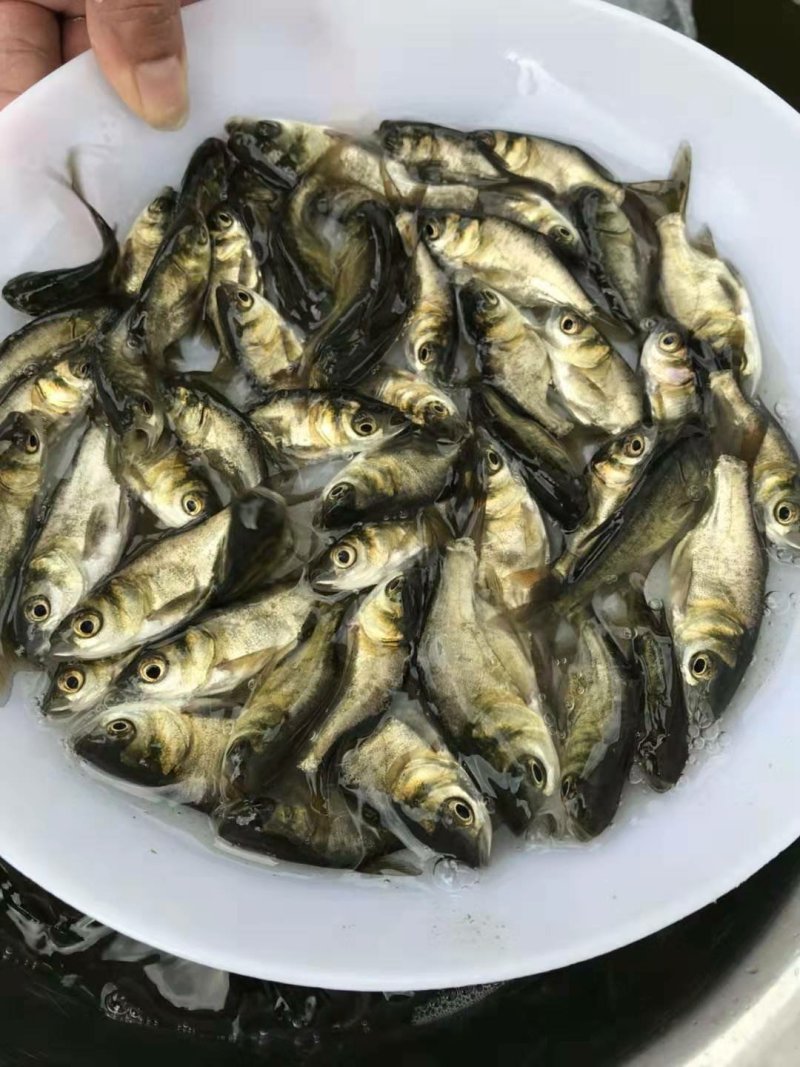 淡水鱼苗批发缩骨大头鱼苗价格
