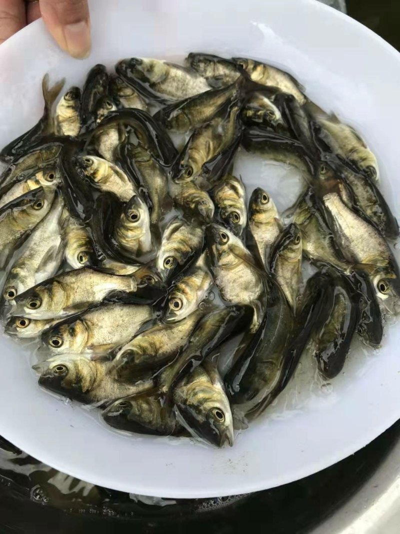 淡水鱼苗批发缩骨大头鱼苗价格