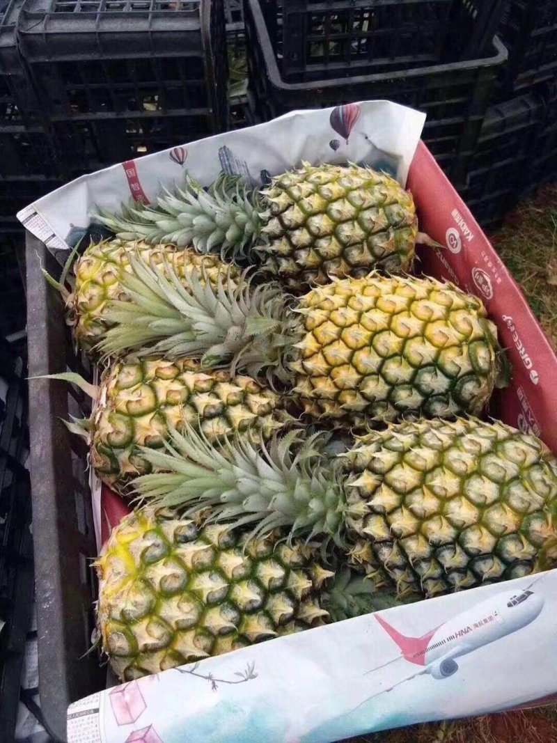 菠萝（徐闻县特产又有菠萝海称呼）