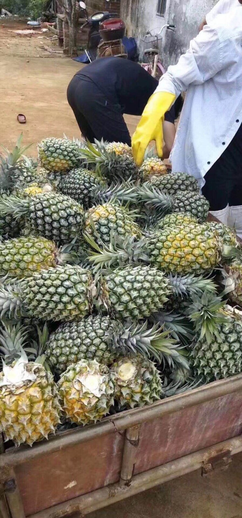 菠萝（徐闻县特产又有菠萝海称呼）