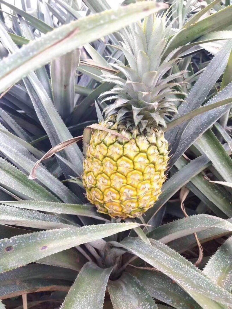 菠萝（徐闻县特产又有菠萝海称呼）
