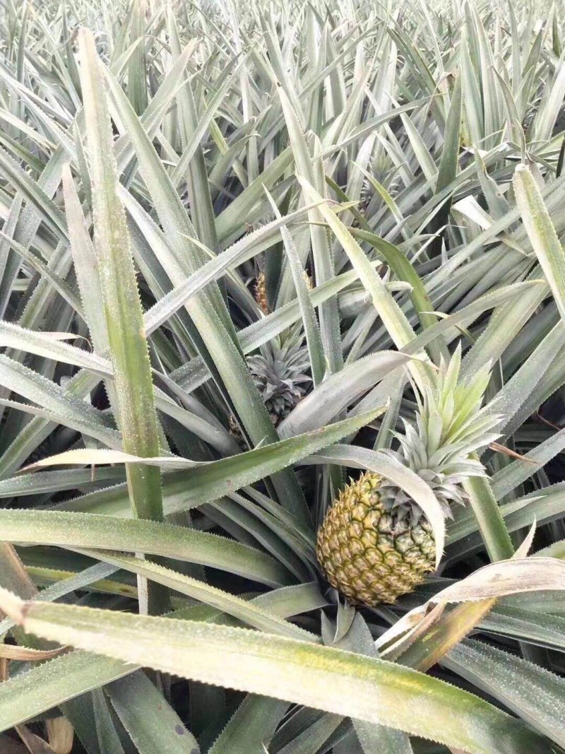 菠萝（徐闻县特产又有菠萝海称呼）