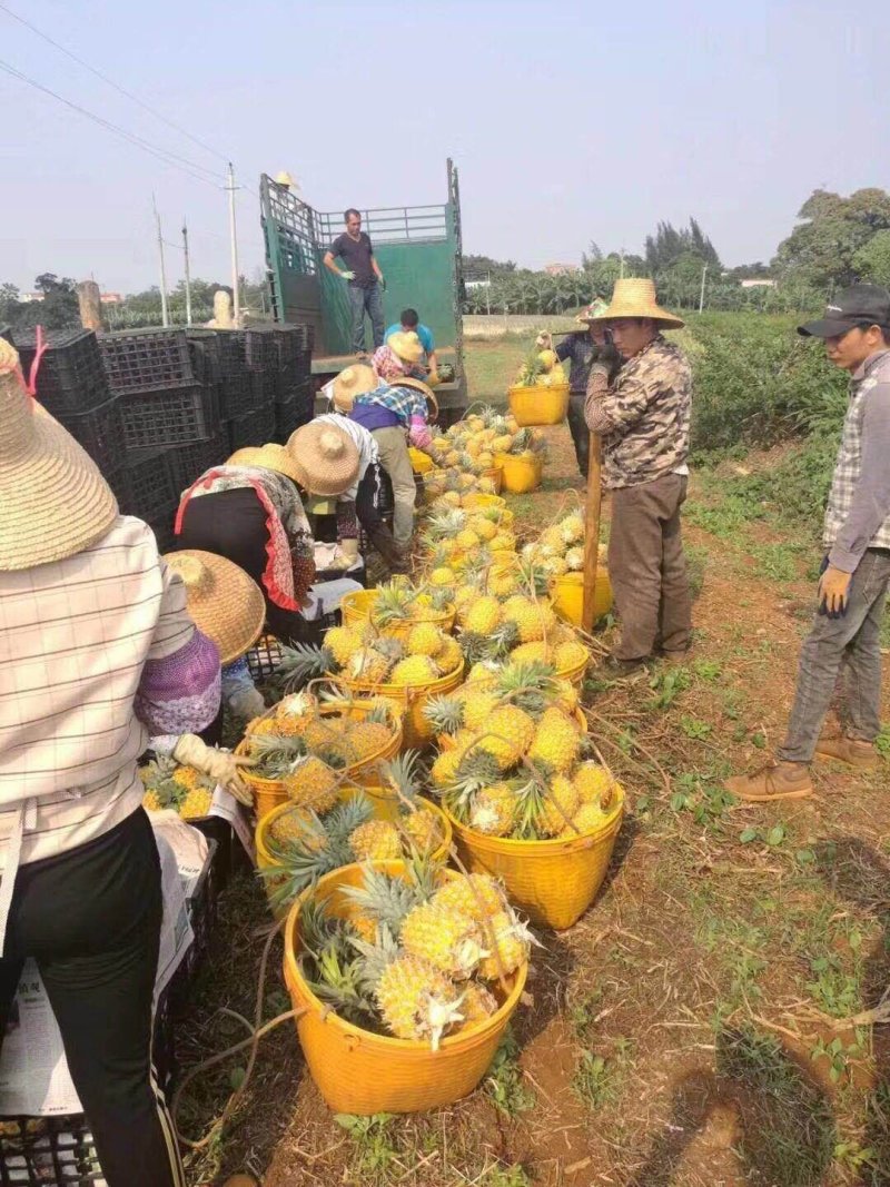 菠萝（徐闻县特产又有菠萝海称呼）