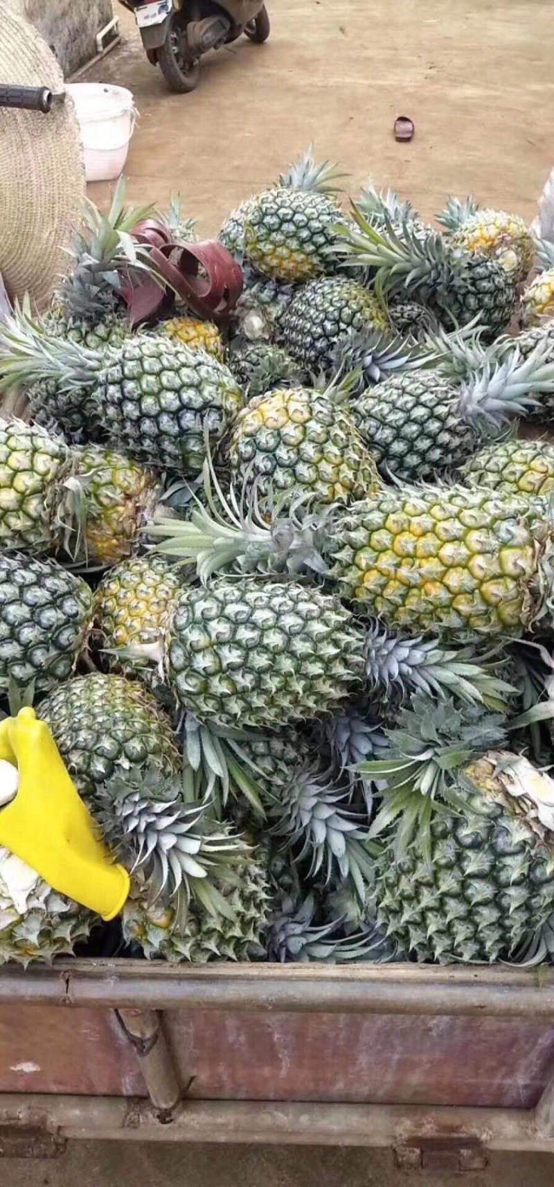 菠萝（徐闻县特产又有菠萝海称呼）
