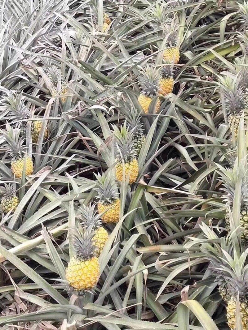 菠萝（徐闻县特产又有菠萝海称呼）