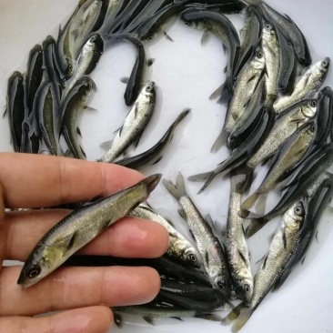 黑草鱼青鱼苗全国供应鱼苗淡水