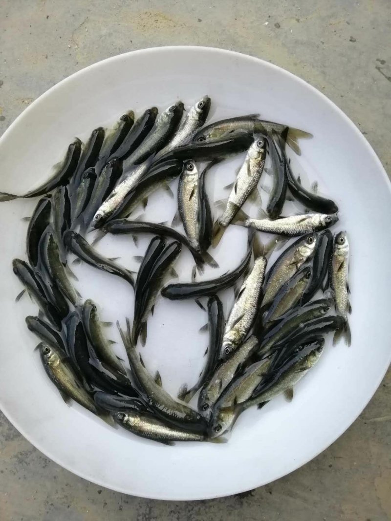 黑草鱼青鱼苗全国供应鱼苗淡水