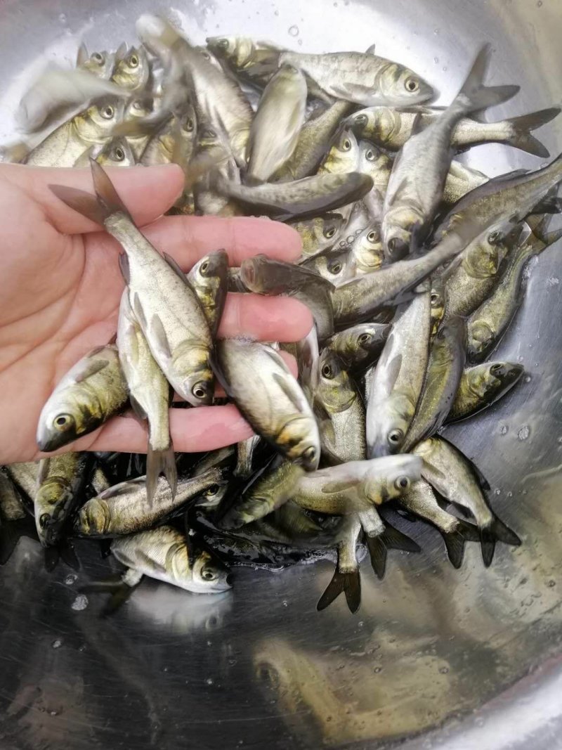 黑草鱼青鱼苗全国供应鱼苗淡水