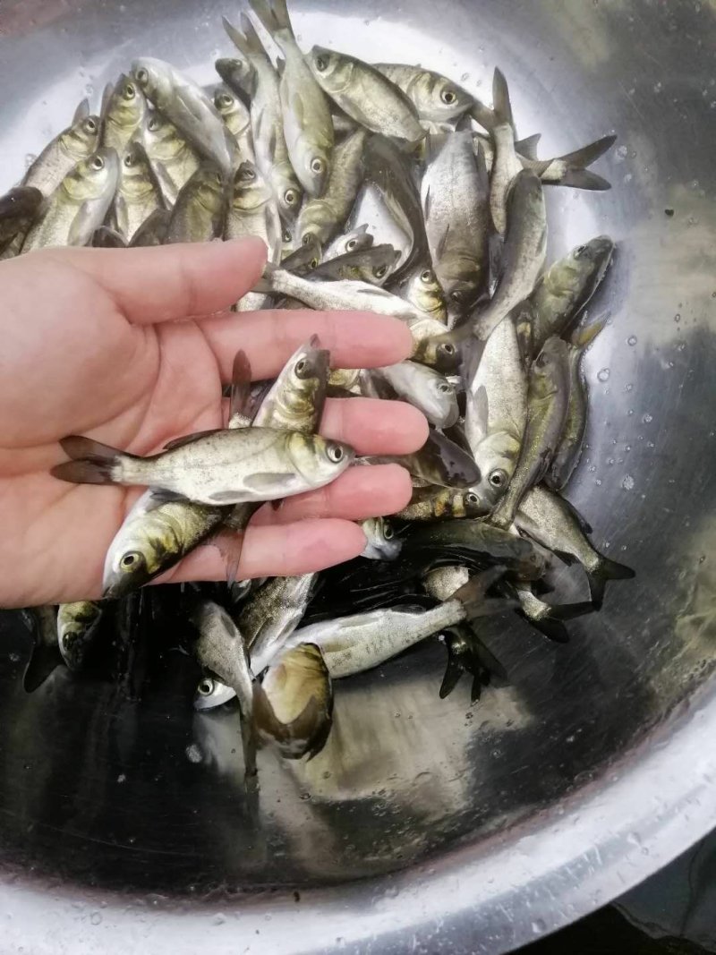黑草鱼青鱼苗全国供应鱼苗淡水