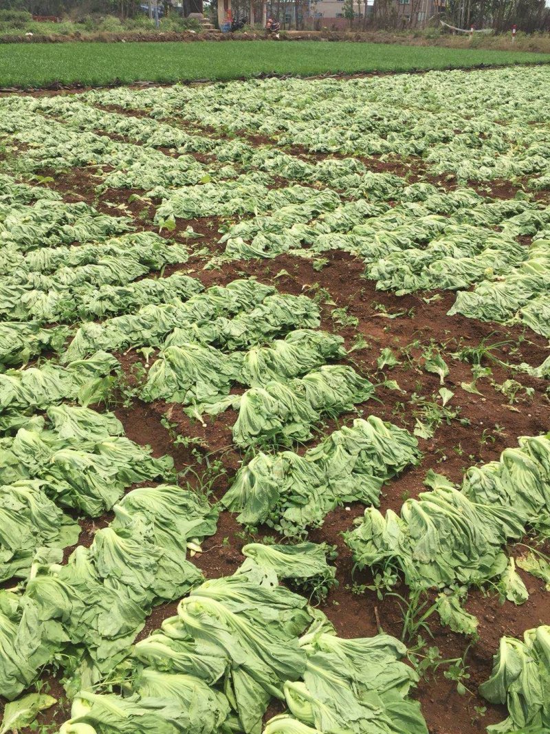 包心芥菜（徐闻县特产便宜又好吃）