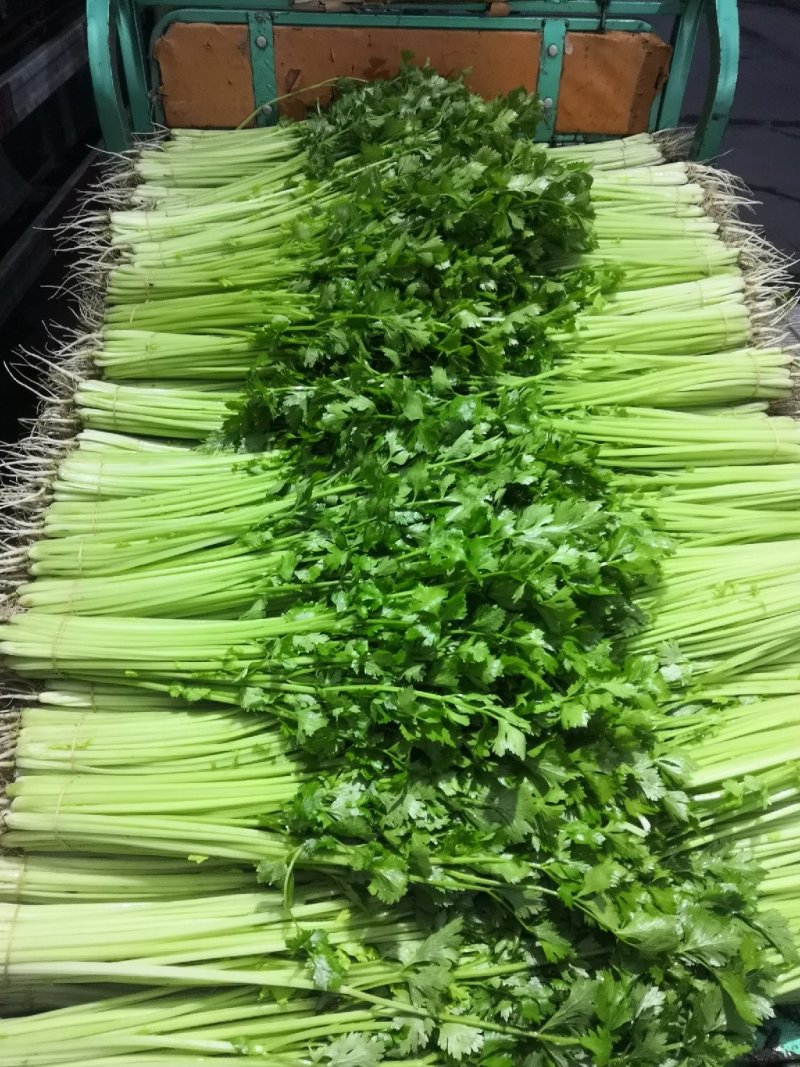 毛芹《精品推荐》安徽毛芹50cm-60cm.......