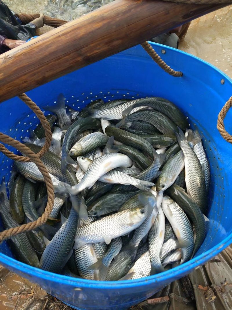 草皖