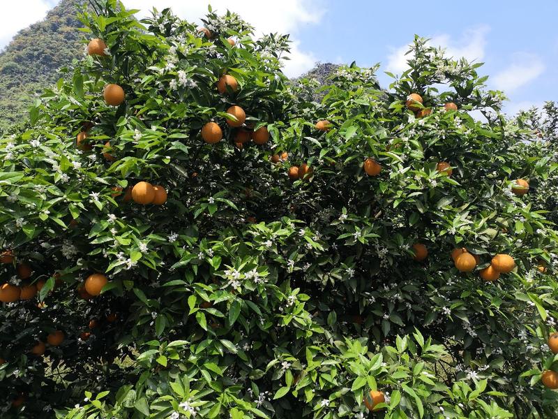 夏橙靓货大量上市，品种齐全，规格型号齐全质量优等