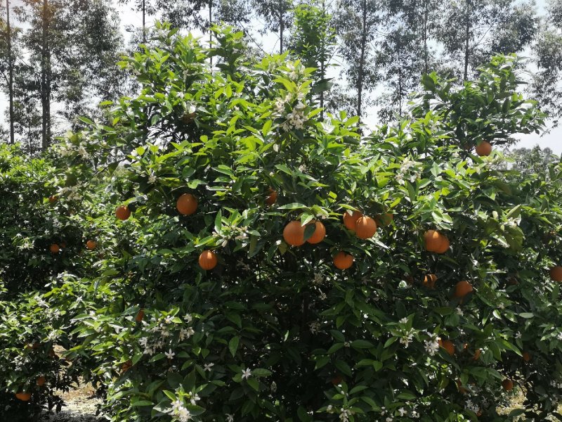 夏橙靓货大量上市，品种齐全，规格型号齐全质量优等