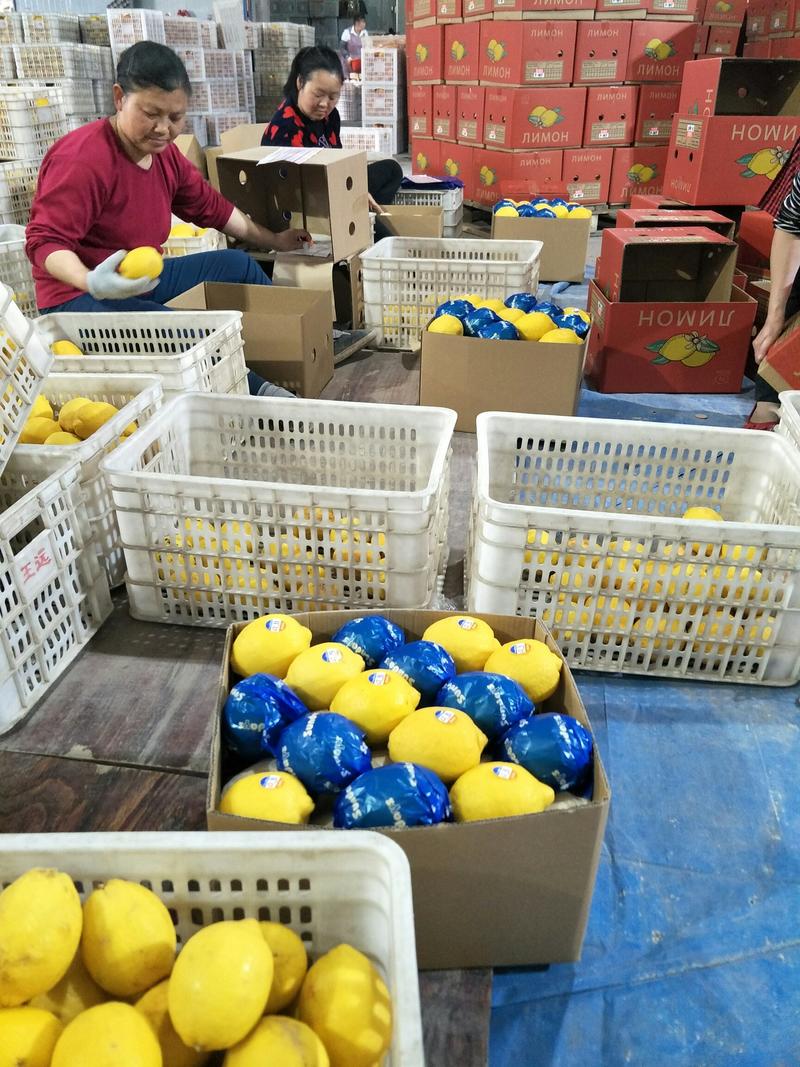 四川安岳黄柠檬新鲜薄皮柠檬产地直销大量批发