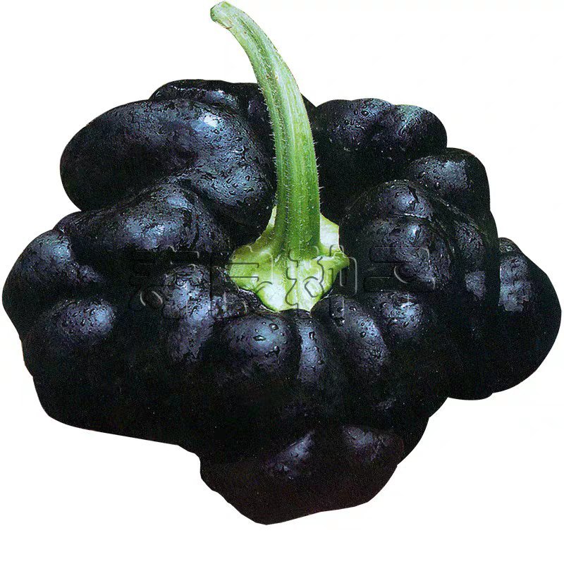姜柄瓜丫丫瓜南瓜黑色棕黄色特菜特产农家非转基因基地蔬菜种
