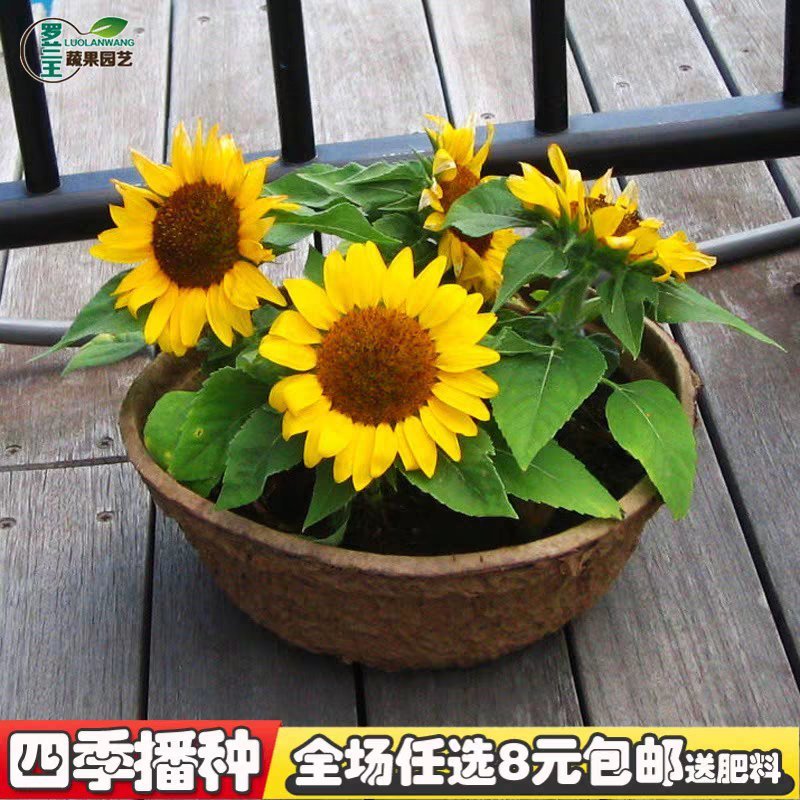 矮头向日葵