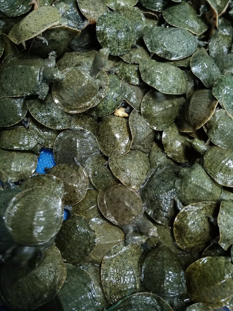 活体甲鱼苗团鱼苗批发淡水鱼苗观赏鱼苗放生鱼苗包邮