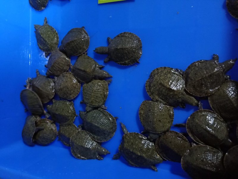 活体甲鱼苗团鱼苗批发淡水鱼苗观赏鱼苗放生鱼苗包邮