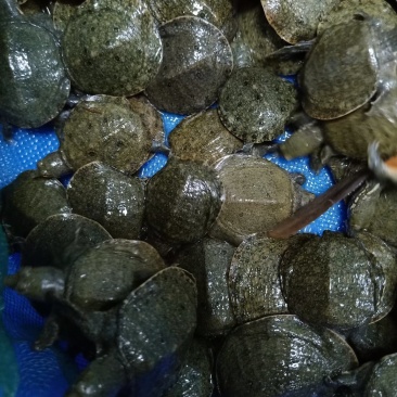 活体甲鱼苗团鱼苗批发淡水鱼苗观赏鱼苗放生鱼苗包邮
