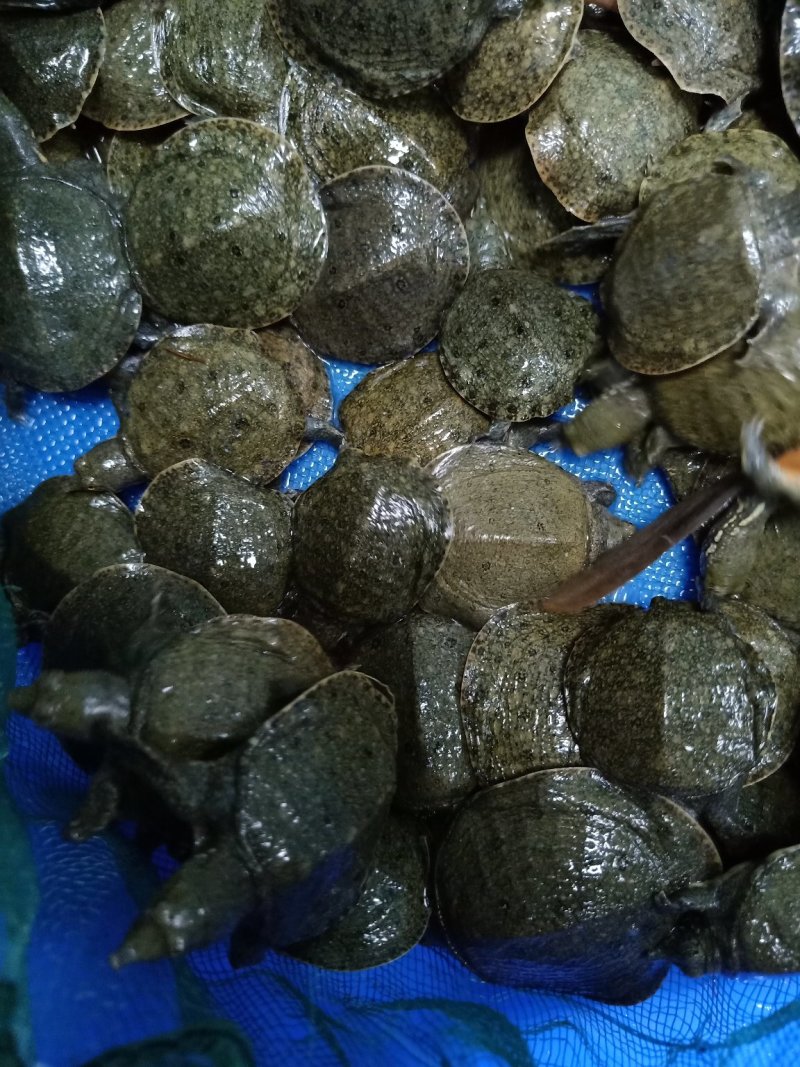 活体甲鱼苗团鱼苗批发淡水鱼苗观赏鱼苗放生鱼苗包邮