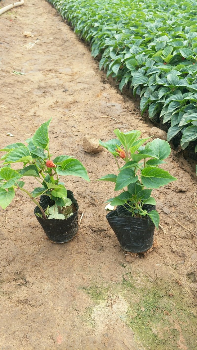 一串红时令草花基地直供大量有货