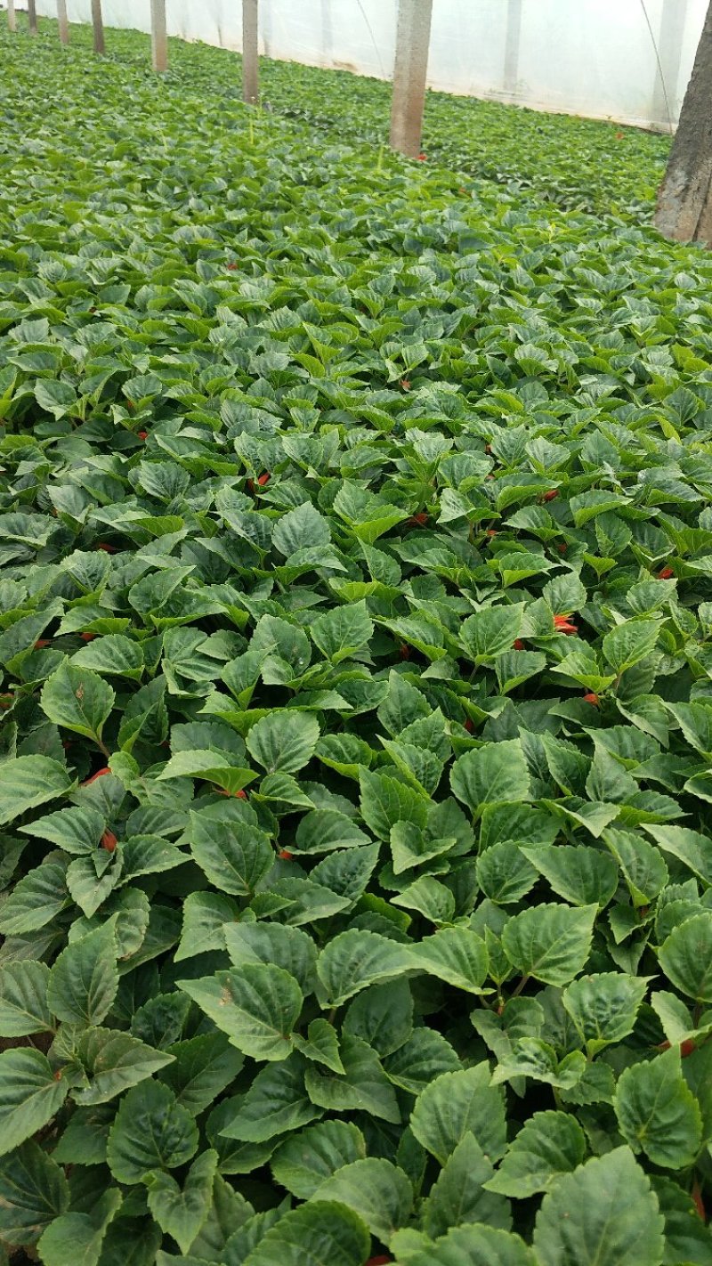 一串红时令草花基地直供大量有货