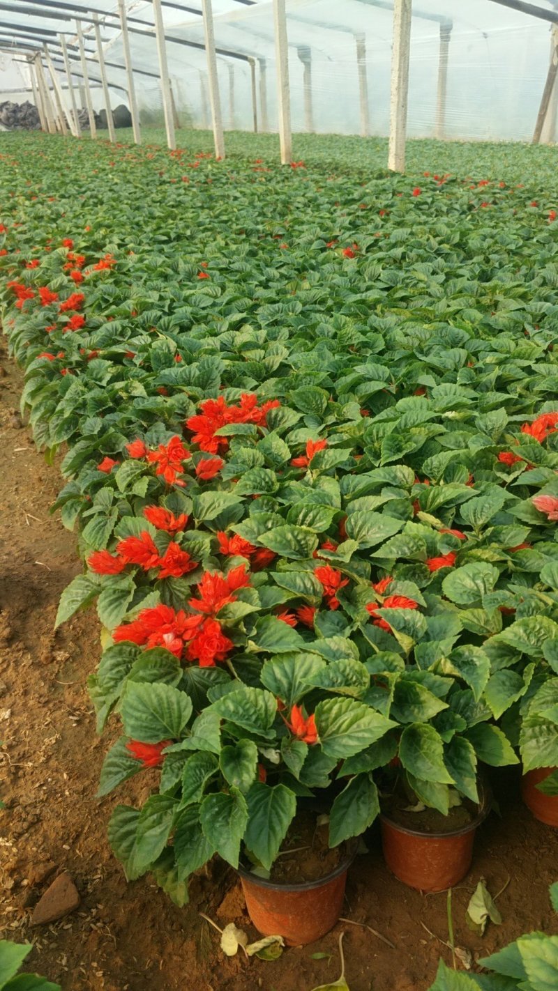 一串红时令草花基地直供大量有货