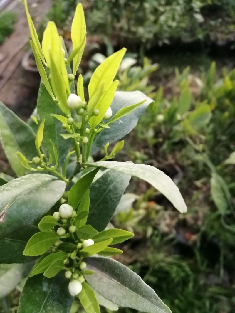 脆皮金桔，马上要开花喽