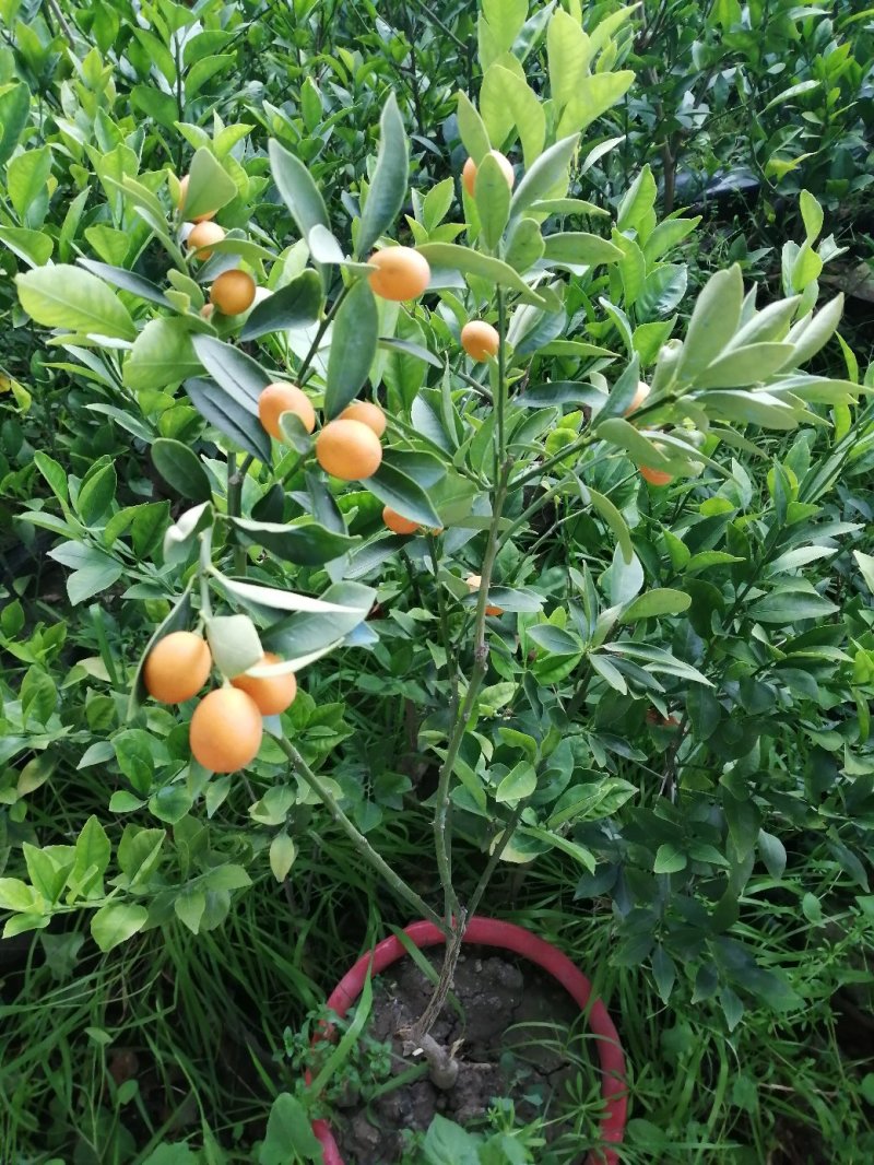 脆皮金桔，马上要开花喽
