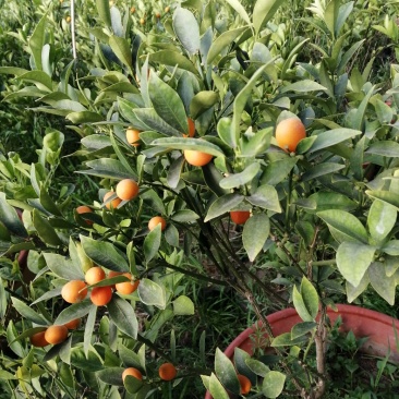 脆皮金桔，马上要开花喽