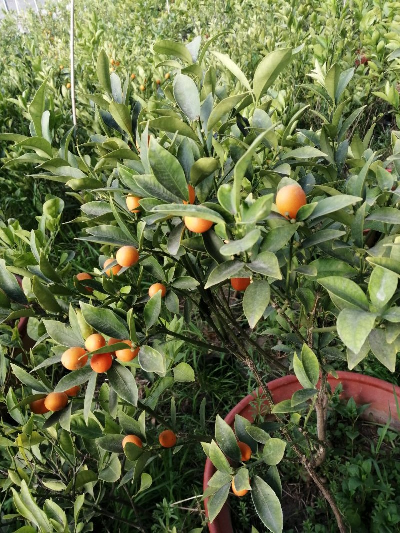 脆皮金桔，马上要开花喽