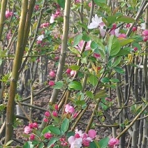 西府海棠