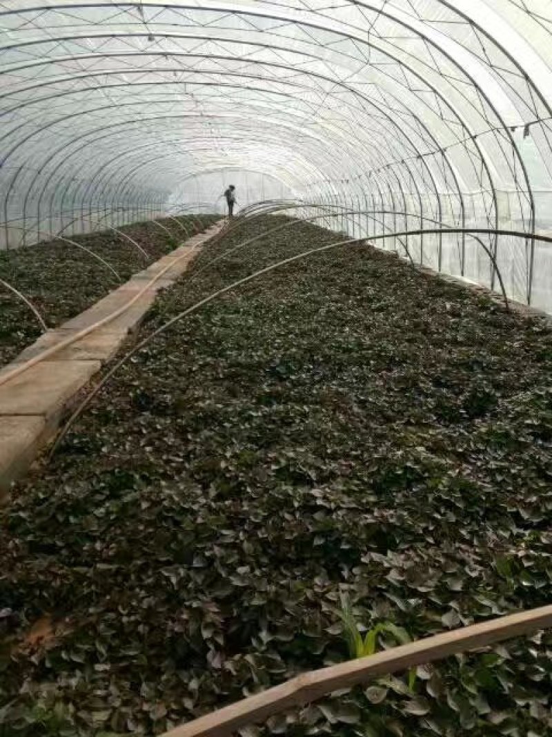 红薯苗2021预定中五一上市烟薯二十五西瓜红早峰等