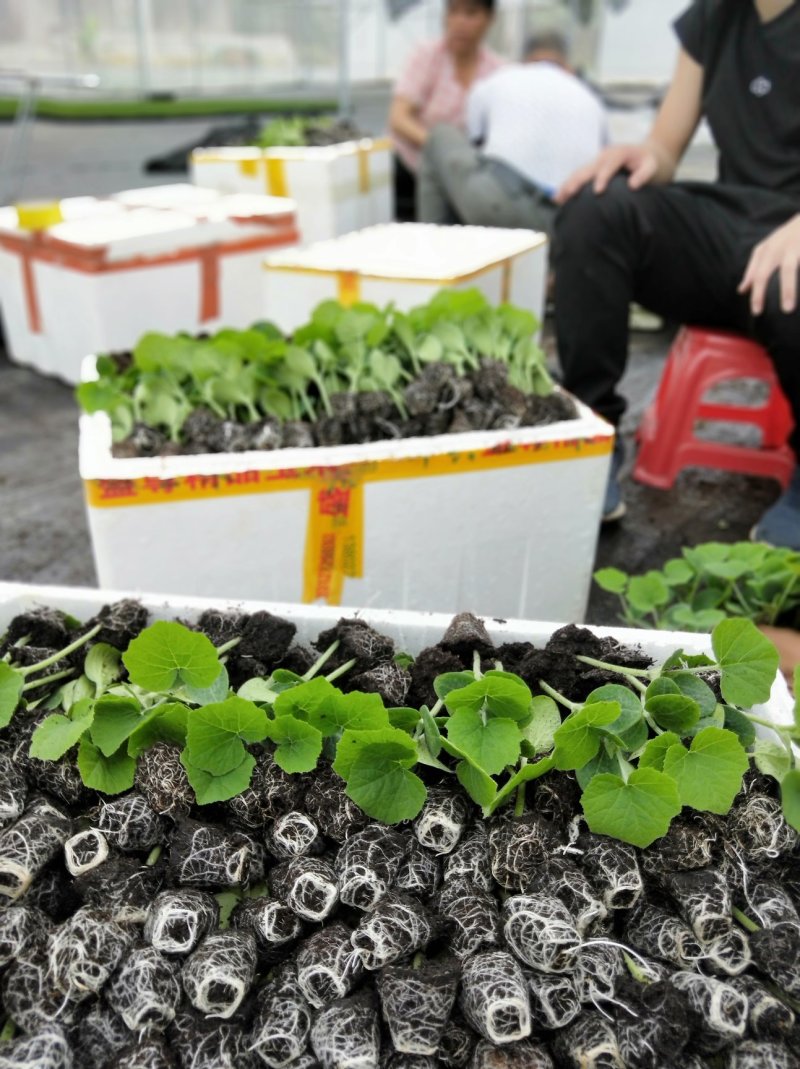 香芋南瓜苗《杂交种子，种苗》，基地直发