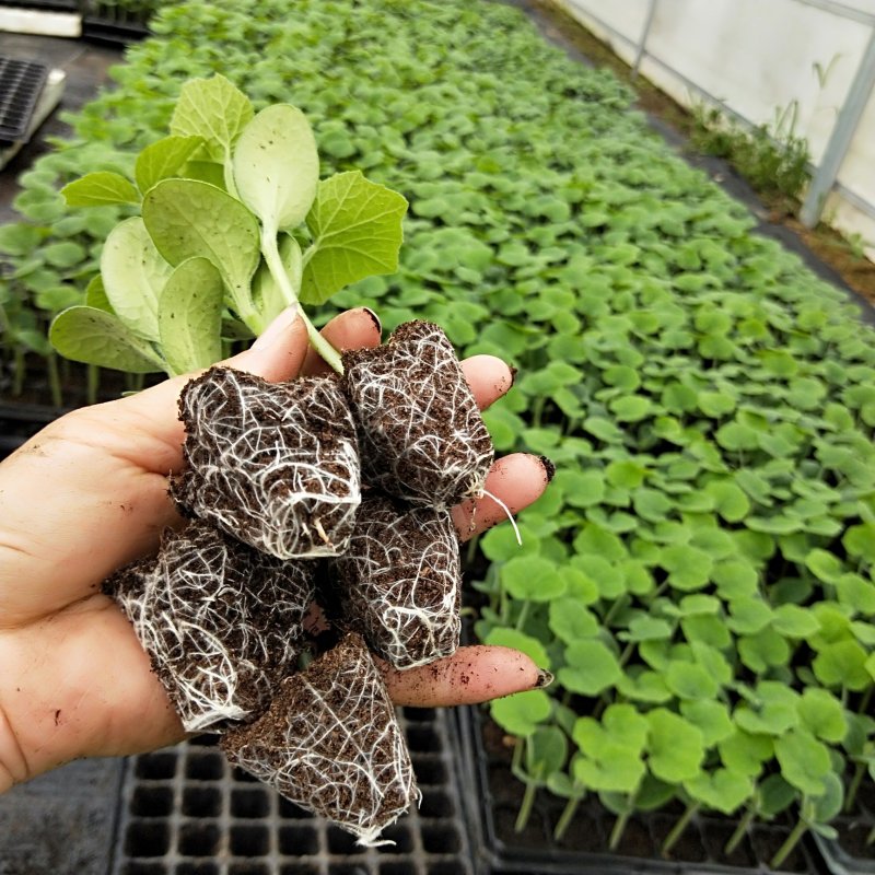 香芋南瓜苗《杂交种子，种苗》，基地直发