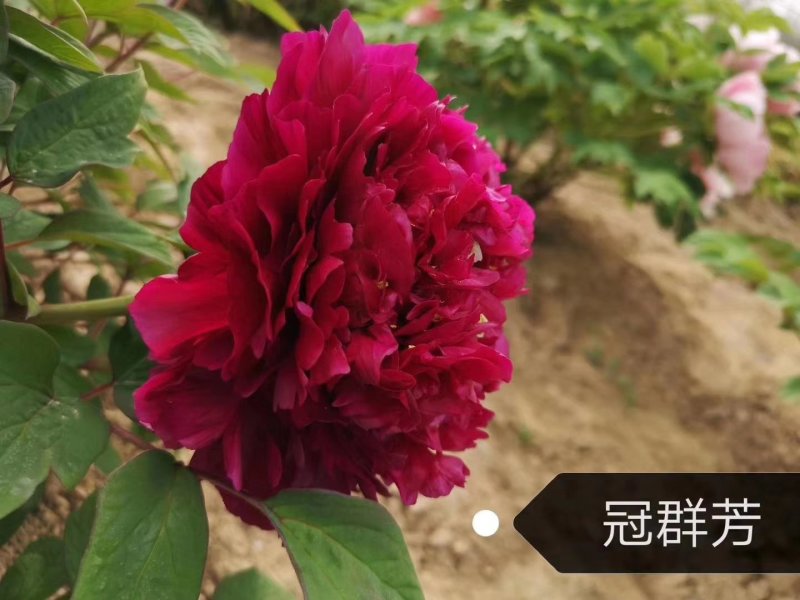 观赏牡丹苗